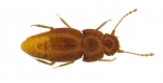 greta-beetle-full-width.jpg.thumb.1920.1920.jpg